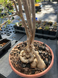 Euphorbia hedyotoides Specimen 2 | Large Caudex