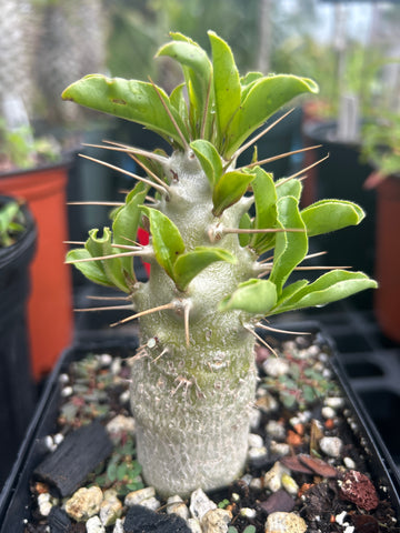 Pachypodium saundersii 5” pots Seed Grown