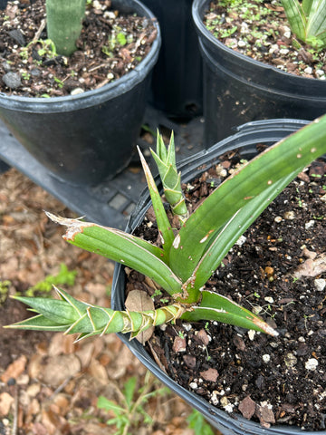 Sansevieria downsii | Exact stock plant