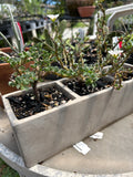 Sarcocaulon vanderietiae  (Monsonia) Rare Caudex Plant Miniature Bonsai