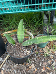 Sansevieria scimitarformis | Stock Breeder Specimen 2