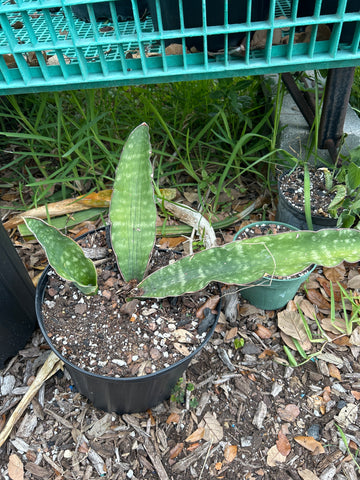 Sansevieria scimitarformis | Stock Breeder Specimen 2
