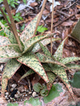 Aloe Hybrids ~ All Remaining Inventory | Many Plants ~ Great Deal ~ Wholesale Bulk