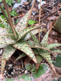 Aloe Hybrids ~ All Remaining Inventory | Many Plants ~ Great Deal ~ Wholesale Bulk