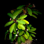 Euphorbia millii hybrid Madagascar Hybrid