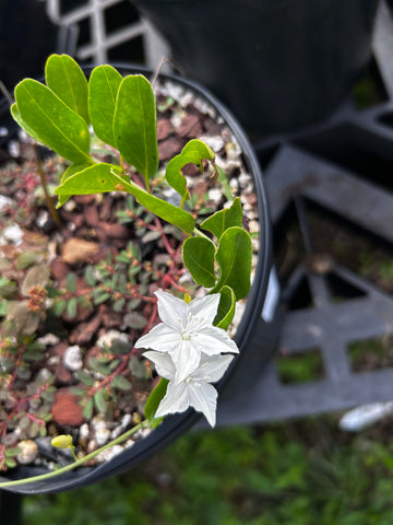 Jacquemontia curtissii | Pineland Clustervine | RARE Endangered Florida Native Pollinator
