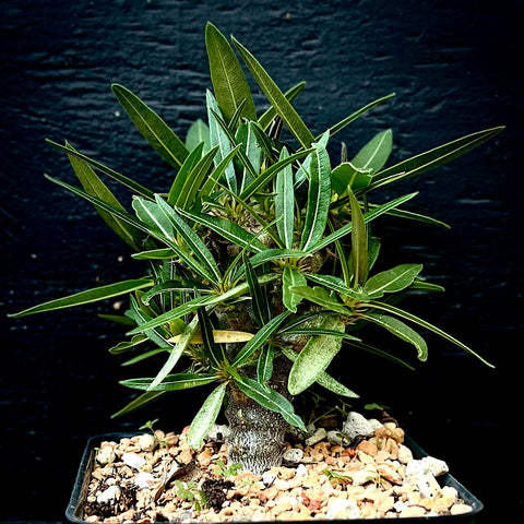 Pachypodium rosulatum rosulatum 4" - Insane Multibranched Plants  SEED grown