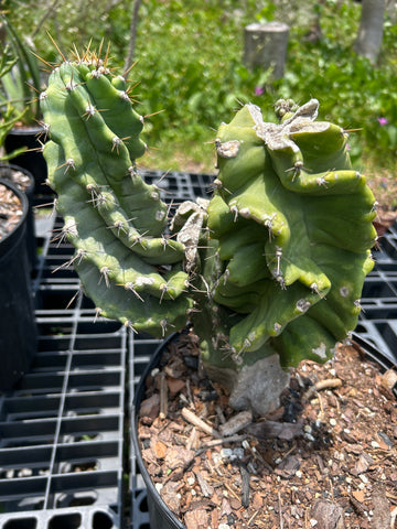 Cereus validus f spiralis 1A | Spiral Cactus | Large 3 Gallon Stock Plant