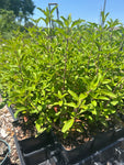Forked Bluecurls | Trichostema dichotomum | Florida Native Flowering Shrub
