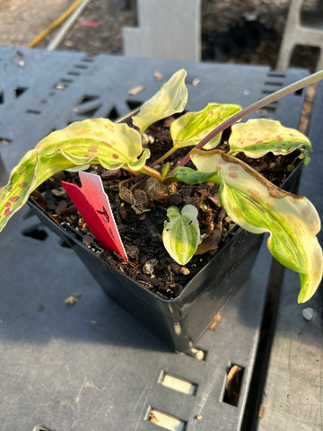 Drimiopsis maculata | Ledebouria petiolata Variegated | Exact Specimen