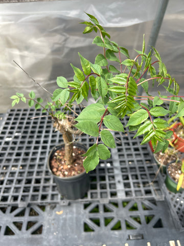 Commiphora pseudopaolii | Rare Myrrh Tree | Exact Specimen 1