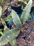 Sansevieria cv Dragon Wings | Bhitalae Type | Stock Breeder Specimen 1