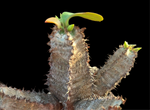 Euphorbia aureoviridiflora