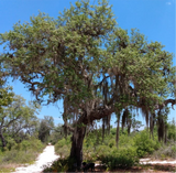 Sand Live Oak | Quercus geminata | Florida Native Cornerstone Tree