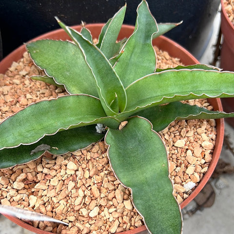 Sansevieria perottii Juvenile Plants 5”