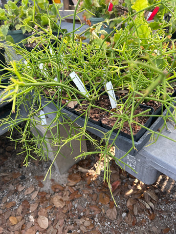 Rhipsalis quellebambensis | Rare Epiphytic Cactus