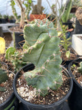 Cereus validus f. spiralis | Spiral Cactus