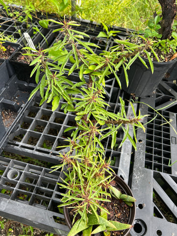 Euphorbia millii ssp longifolia Madagascar species 1 gallon Exact Plant