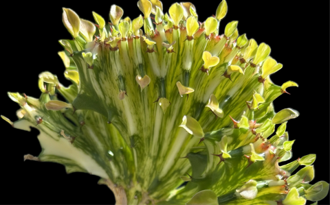 Euphorbia lacei f variegata CRESTED