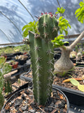 Stenocereus chacalapensis | Endangered Rare Organ Pipe Cactus | HUGE Specimen
