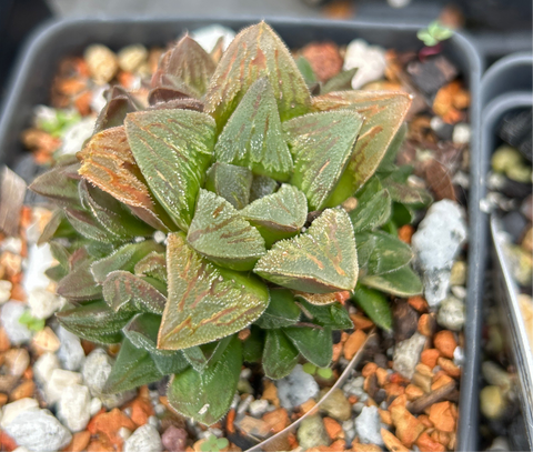 Haworthia cv Tiger Pygmaea Variegated Stock Plant
