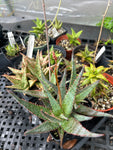 Aloe Hybrids ~ All Remaining Inventory | Many Plants ~ Great Deal ~ Wholesale Bulk