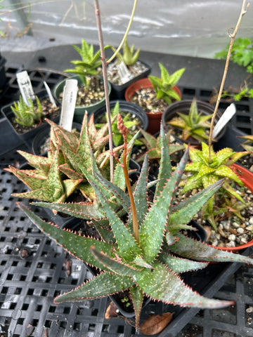 Aloe Hybrids ~ All Remaining Inventory | Many Plants ~ Great Deal ~ Wholesale Bulk