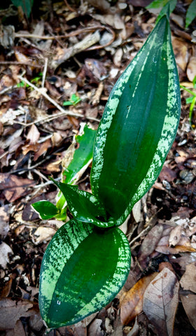 Sansevieria Collection ~ All Remaining Grounded Stock Plants