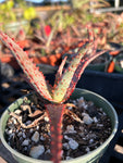 Aloe hybrid Budget Version of TCT Hybrids Specimen 7