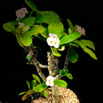 Euphorbia millii hybrid Madagascar Hybrid