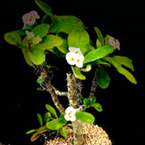 Euphorbia millii hybrid Madagascar Hybrid