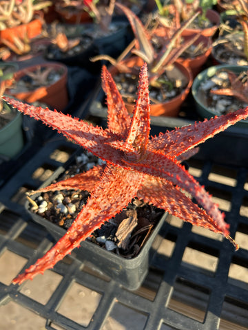 Aloe hybrid Budget Version of TCT Hybrids Specimen 5