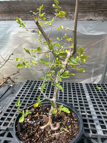 Commiphora sp No ID Lost Tag | Plant 1 | Myrrh Tree