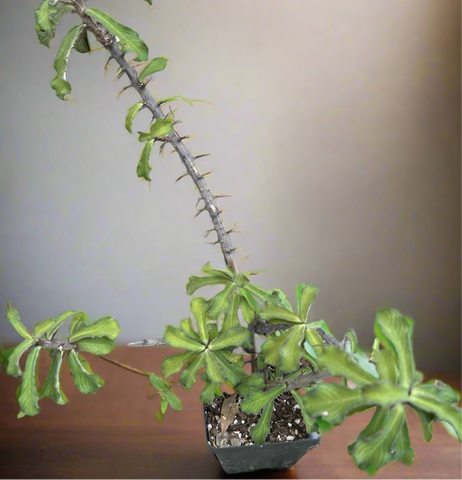 Monadenium elegans 5" Larger Specimen