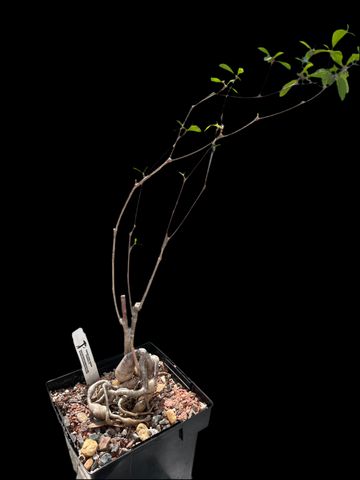 Euphorbia mahabobokensis  Large Specimens