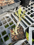 Boswellia dioscoridis Socotra Frankincense Tree Rooted Cutting 4" Pot
