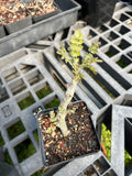 Boswellia dioscoridis Socotra Frankincense Tree Rooted Cutting 4" Pot