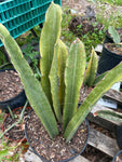 Sansevieria scimitarformis | Stock Breeder Specimen 3 Gallon