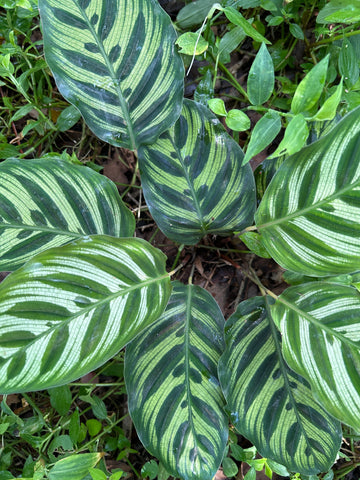 Goeppertia makoyana | Formerly Calathea | Zebra Stripes