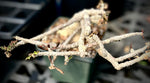Euphorbia ambovombensis | Dwarf Madagascar Caudiciform | Specimen 1