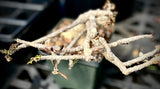 Euphorbia ambovombensis | Dwarf Madagascar Caudiciform | Specimen 1