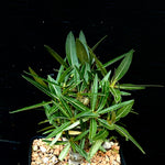 Pachypodium rosulatum rosulatum 4" - Insane Multibranched Plants  SEED grown