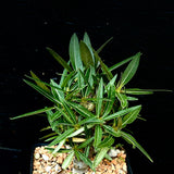 Pachypodium rosulatum rosulatum 4" - Insane Multibranched Plants  SEED grown