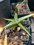 Sanseviera Thai Hybrid Silver Specimen | Exact Plant
