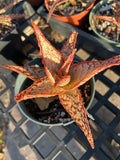 Aloe hybrid Budget Version of TCT Hybrids Specimen 9