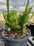 Euphorbia alluaudii Crested Form | Exact Plant Shown
