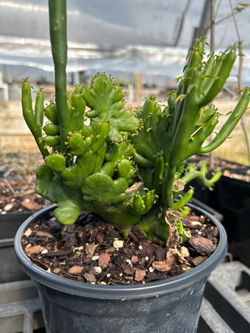 Euphorbia alluaudii Crested Form | Exact Plant Shown