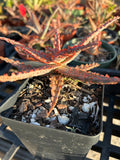 Aloe hybrid Budget Version of TCT Hybrids Specimen 6