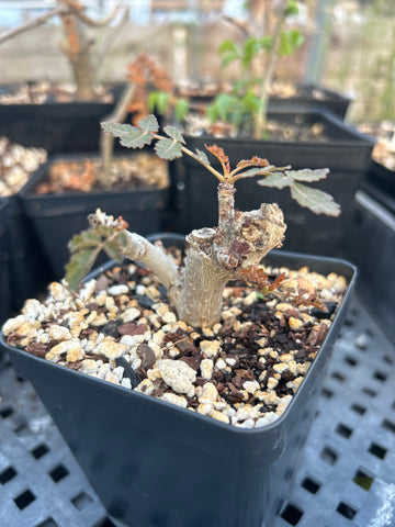 Boswellia dioscoridis Socotra Frankincense Tree Rooted Cutting 4" Pot