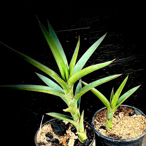 Sansevieria arborescens 5” or 1 gallon pot size-  Tall Sansevieria!